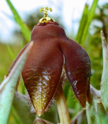 Orbea umbracula inner corona on top